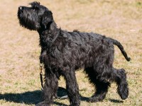 Giant Schnauzer thumbnail